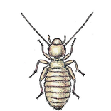 Illustration av dammlus, boklus
