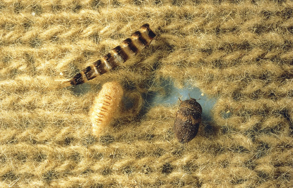 Pälsänger och larv på matta