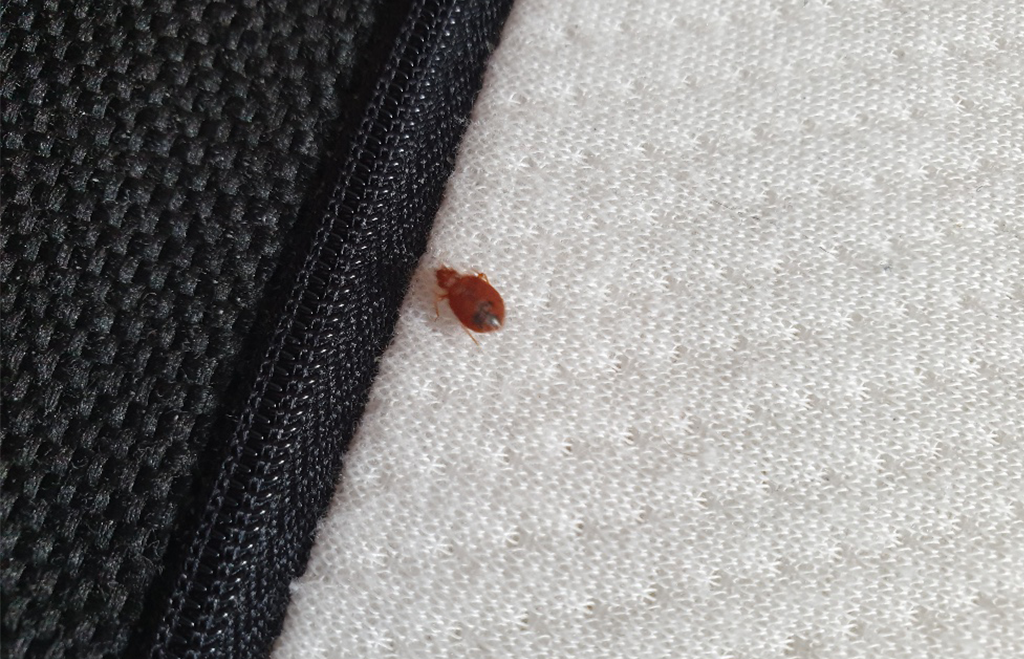 Vi vill inte ha vägglössen i våra hem, men om de etablerar sig är det viktigt att agera snabbt för att få en kort saneringstid. Därför är det viktigt att vara uppmärksam på tidiga tecken på vägglöss. 