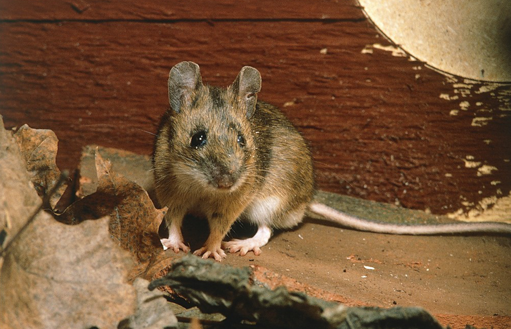 Skogsmus vid stuga