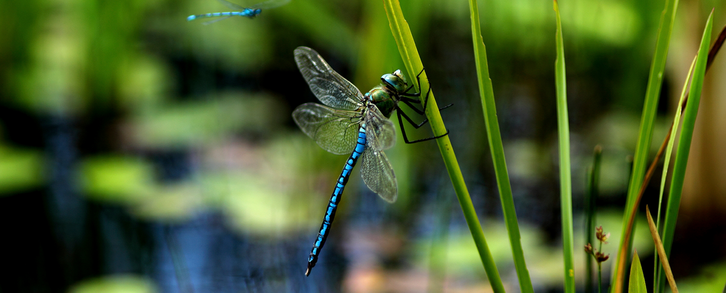 Slända på grönt strå
