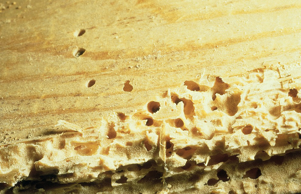 Strimmig trägnagare - angripet virke