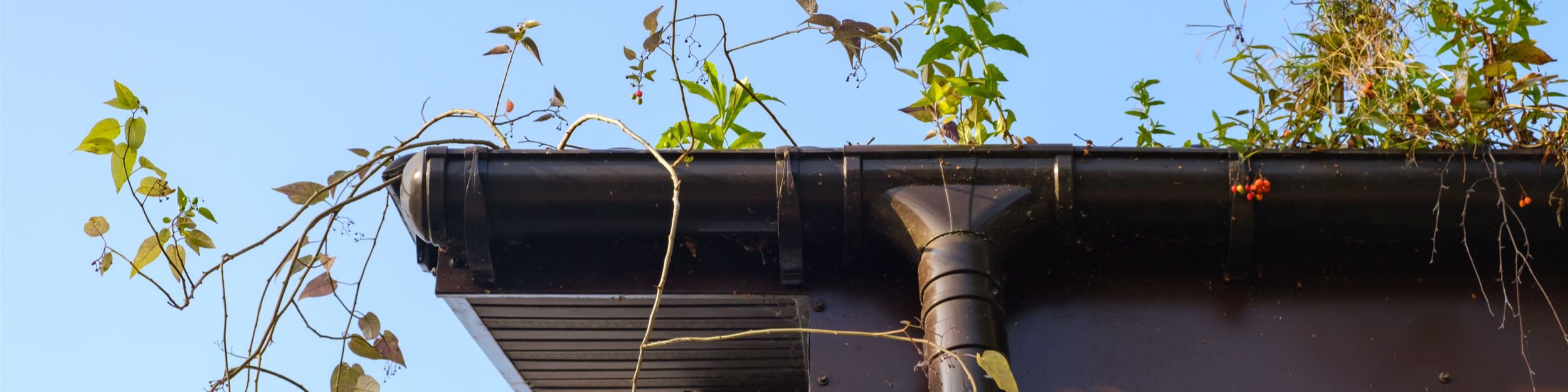 Växtlighet vid stupränna på tak