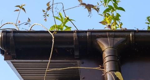 Växtlighet vid stupränna på tak