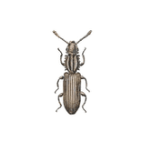 Illustration av plattbagge