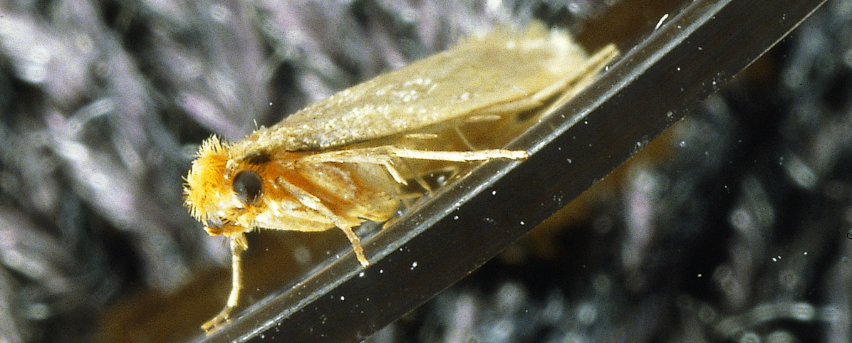 Mal på svart underlag