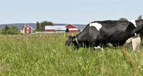 En svartvit ko betar på en åker med en röd bondgård i bakgrunden