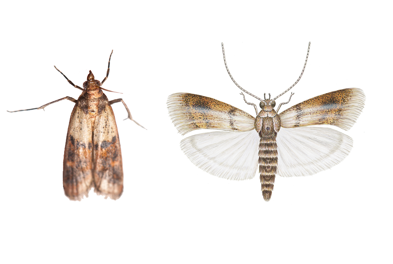 Illustration av mott