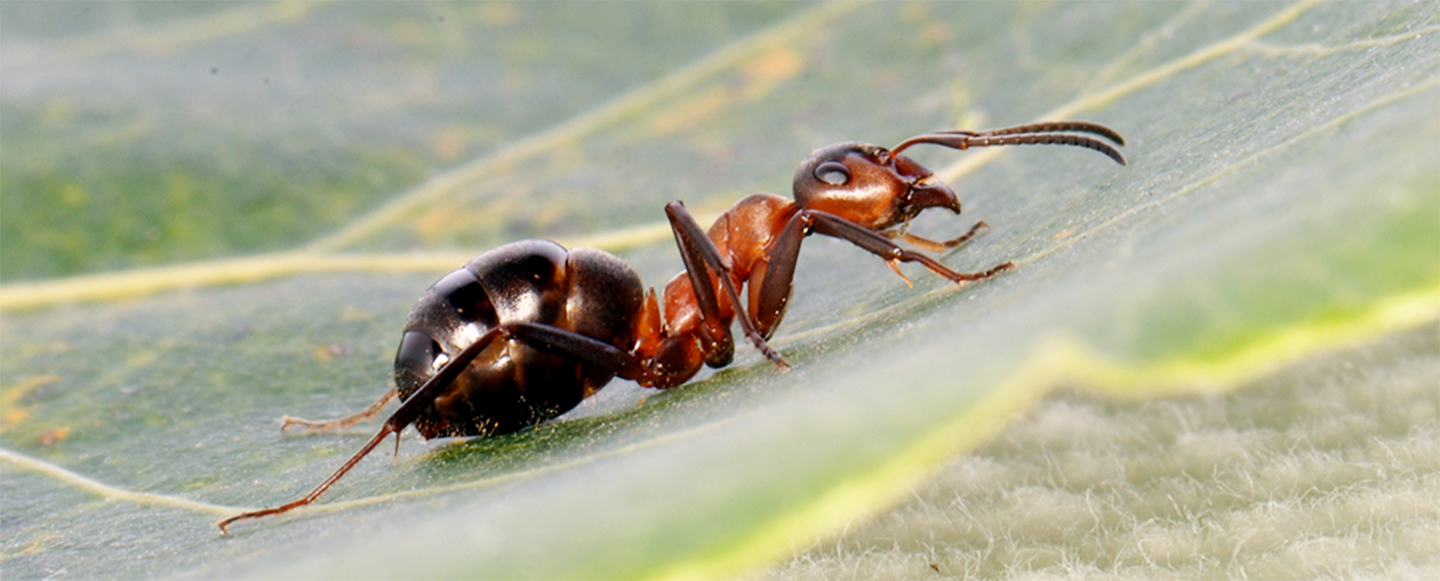 Stackmyra på grönt blad