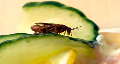 Tysk kackerlacka på en gurkskiva på räkmacka