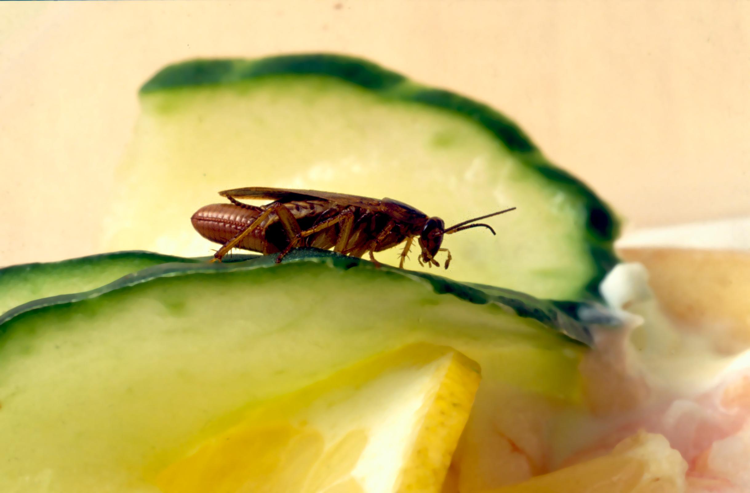 Tysk kackerlacka på en gurkskiva på räkmacka