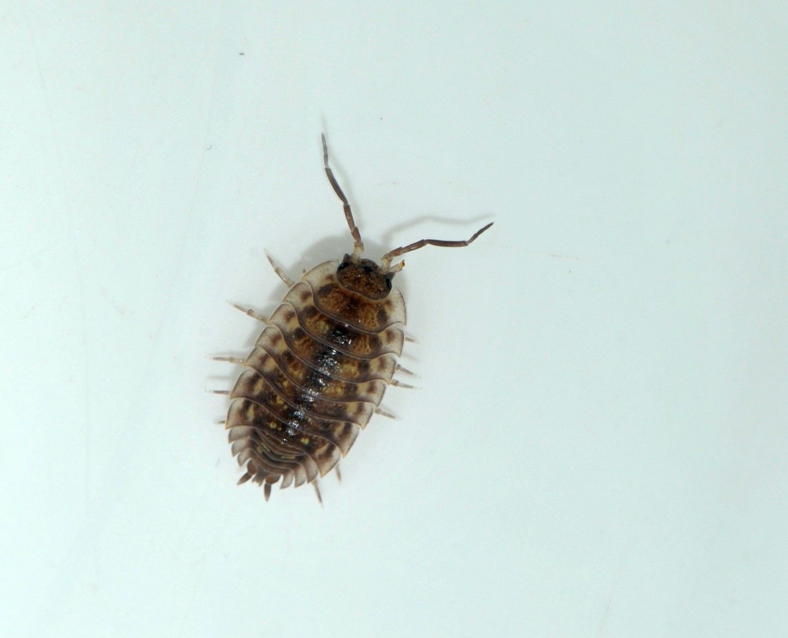 Gråsugga ovanifrån på vit bakgrund