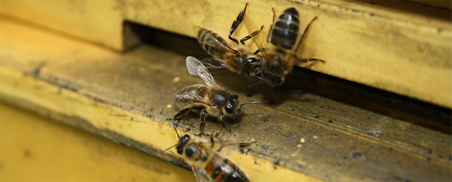 Bin vid öppning av bo