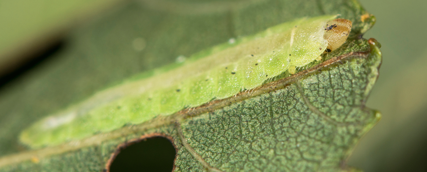 Växtstekel på blad
