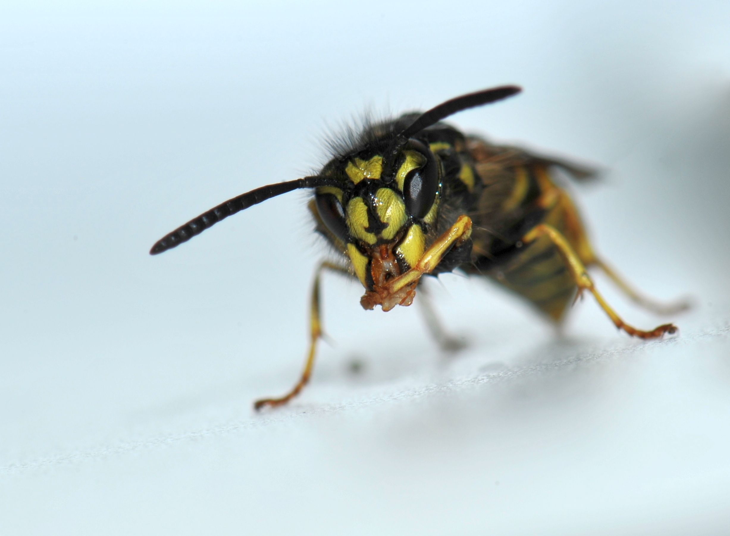 Geting framifrån vit bakgrund