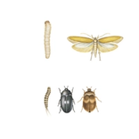 Illustration av olika garderobsskadeinsekter