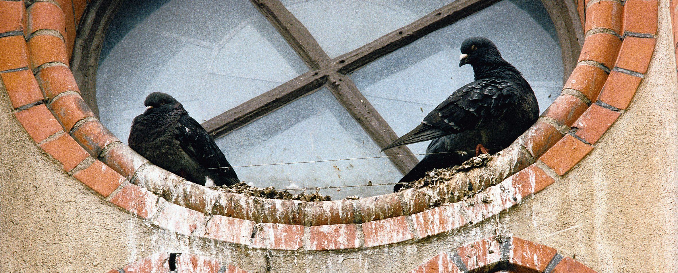 Duvor som häckar vid fönster