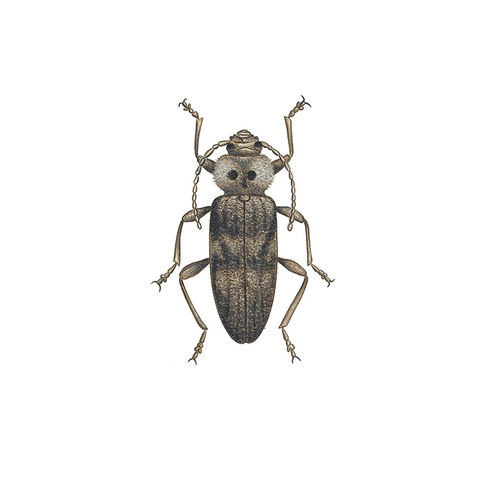 Illustration av husbock