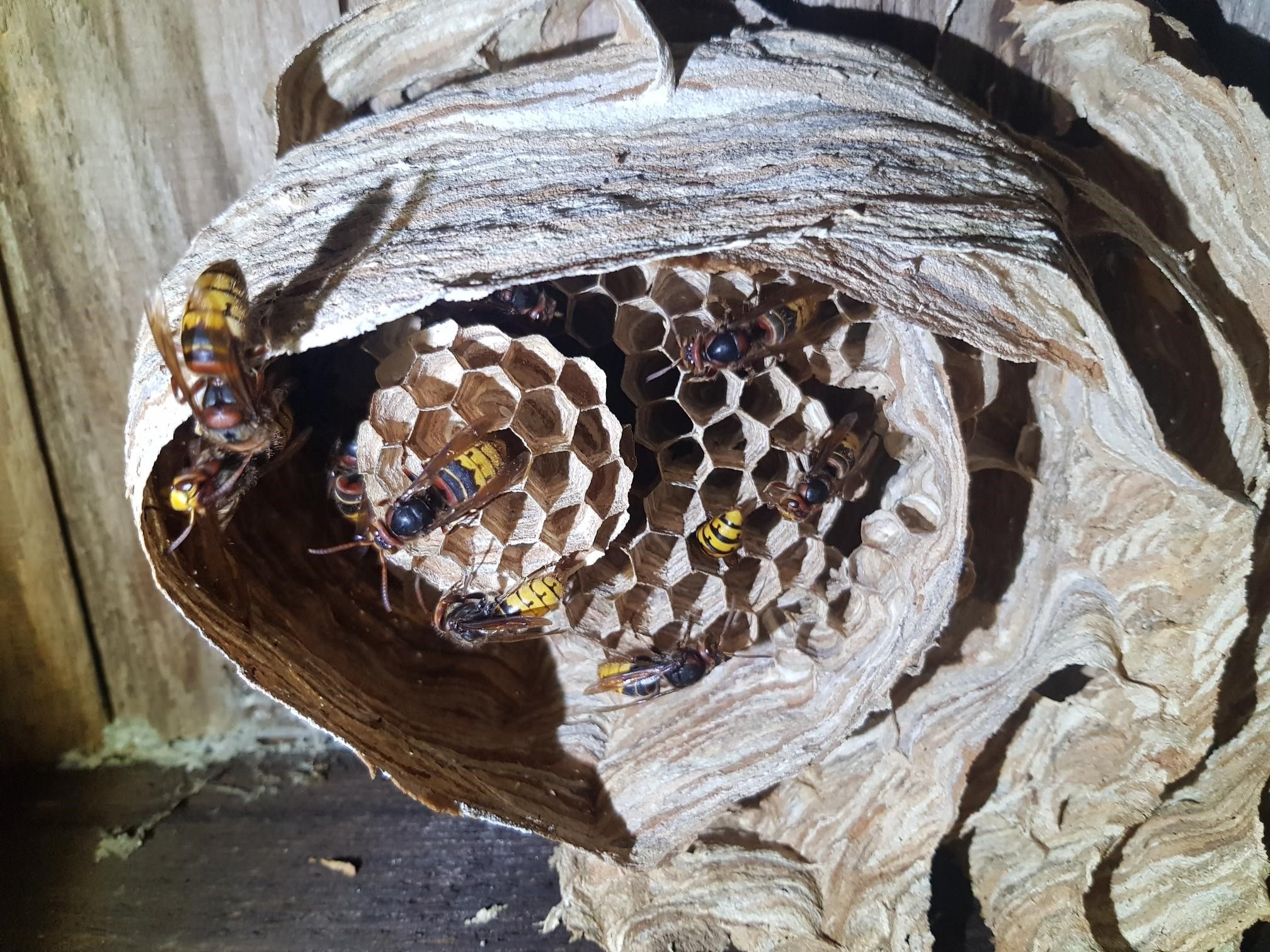 Bålgetingbo i hus med bålgetingar