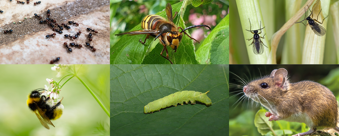 Nyttodjur eller skadedjur - vad avgör hur vi uppfattar en art?