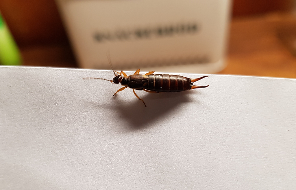 Tvestjärt inomhus på vit bakgrund