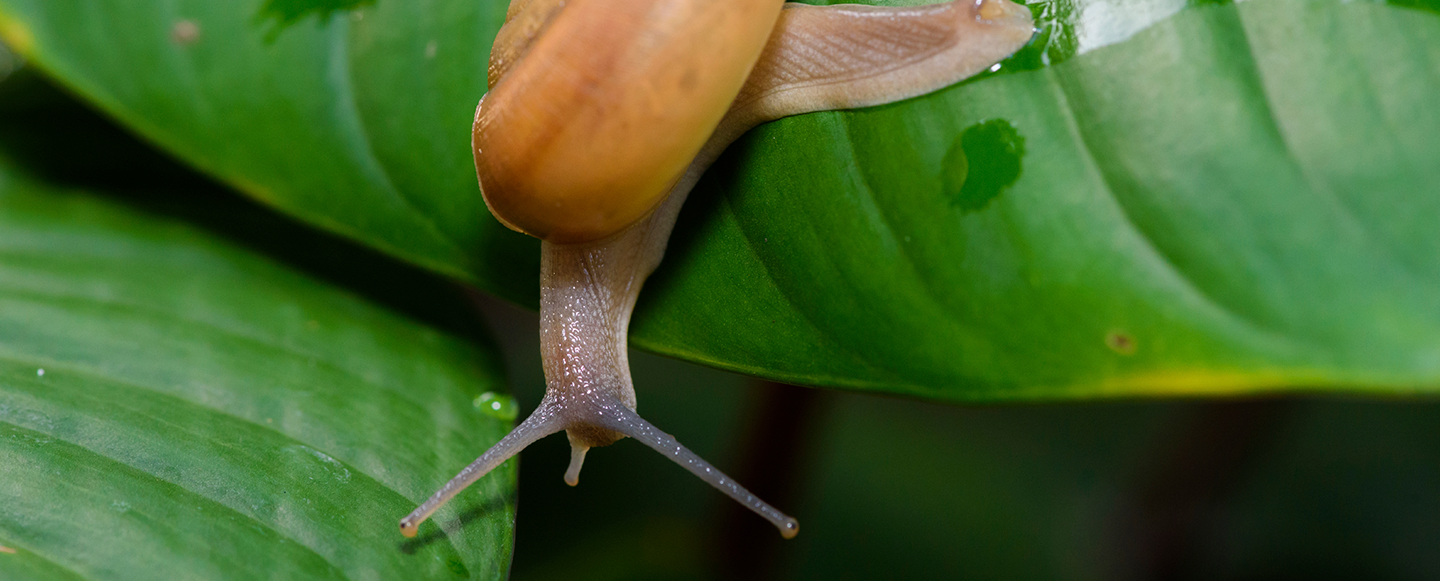 Snigel med skal på grönt blad