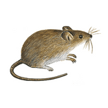 Illustration av mus