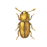 Illustration av mögelbagge
