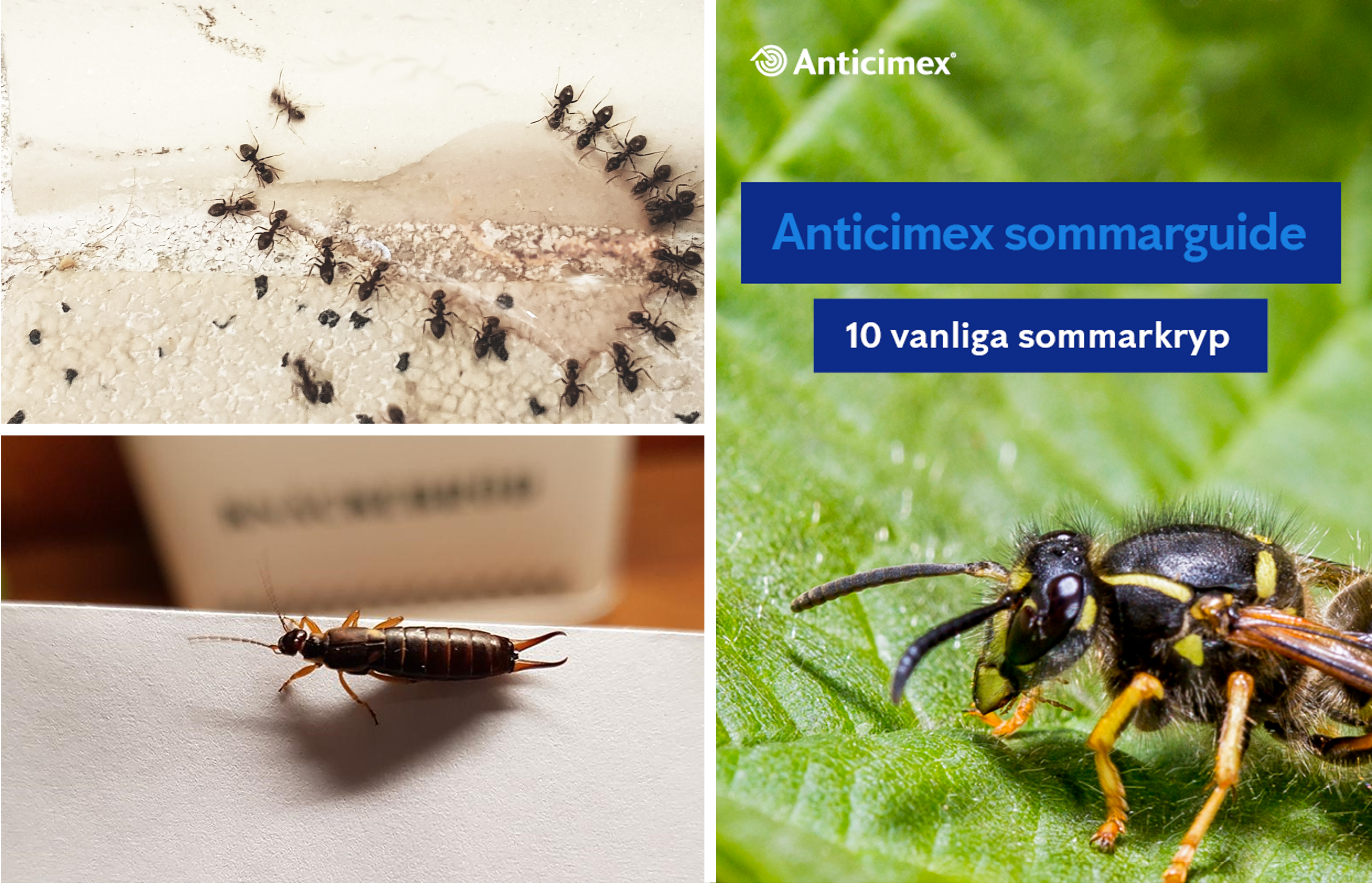 Collage geting på grön bakgrund, tvestjärt på vit bakgrund, en grupp svartmyror som hittat ett saftfläck och texten "Anticimex sommarguide - 10 vanliga småkryp"