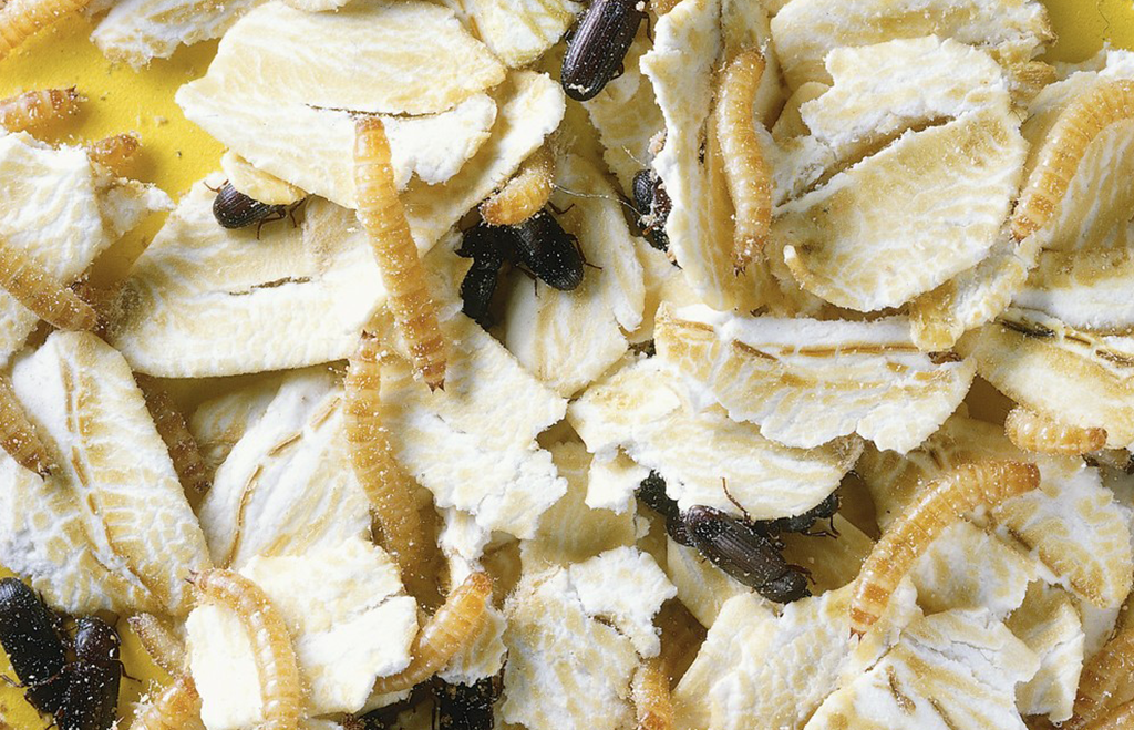 Mjölbaggar, skalbaggar och larver i havregryn