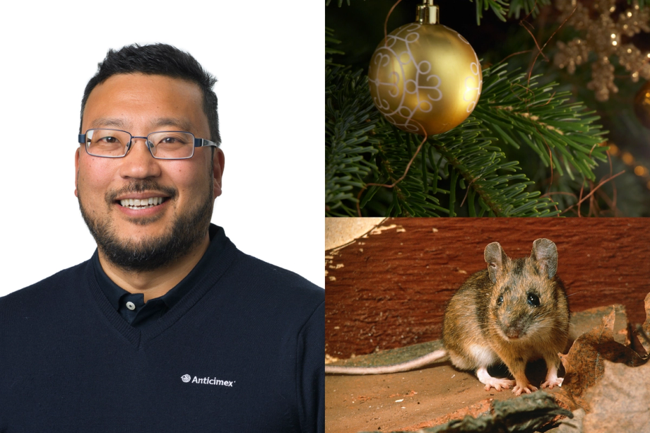 Collage med Anticimex biolog Thomas Persson Vinnersten, en skogsmus intill en röd träfasad och en guldig julgranskula i en gran.
