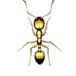 Illustration av faraomyra