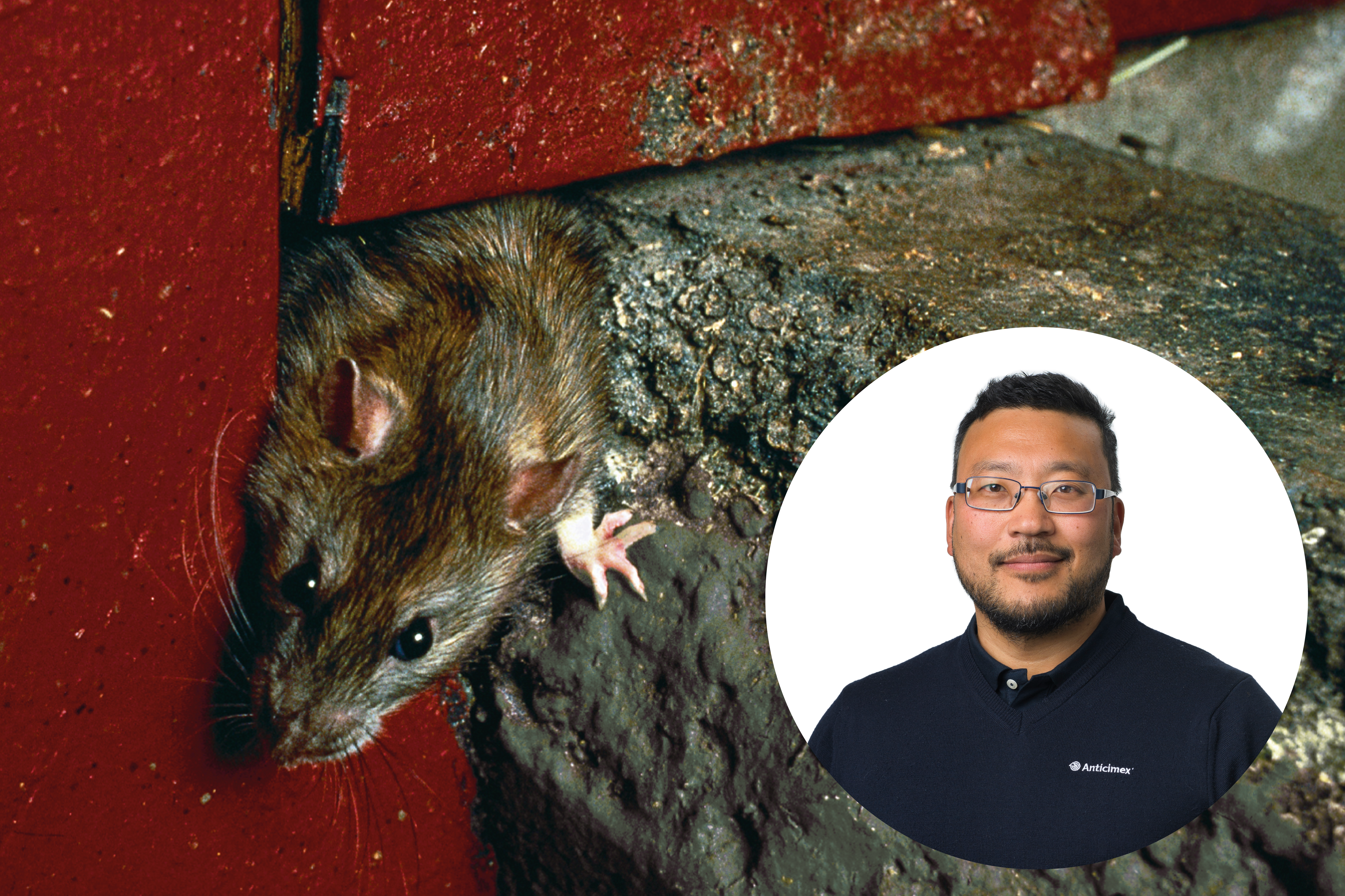 Collage med en brunråtta som tittar ut genom en hålighet på ett rött hus och Anticimex skadedjursexpert Thomas Persson Vinnersten