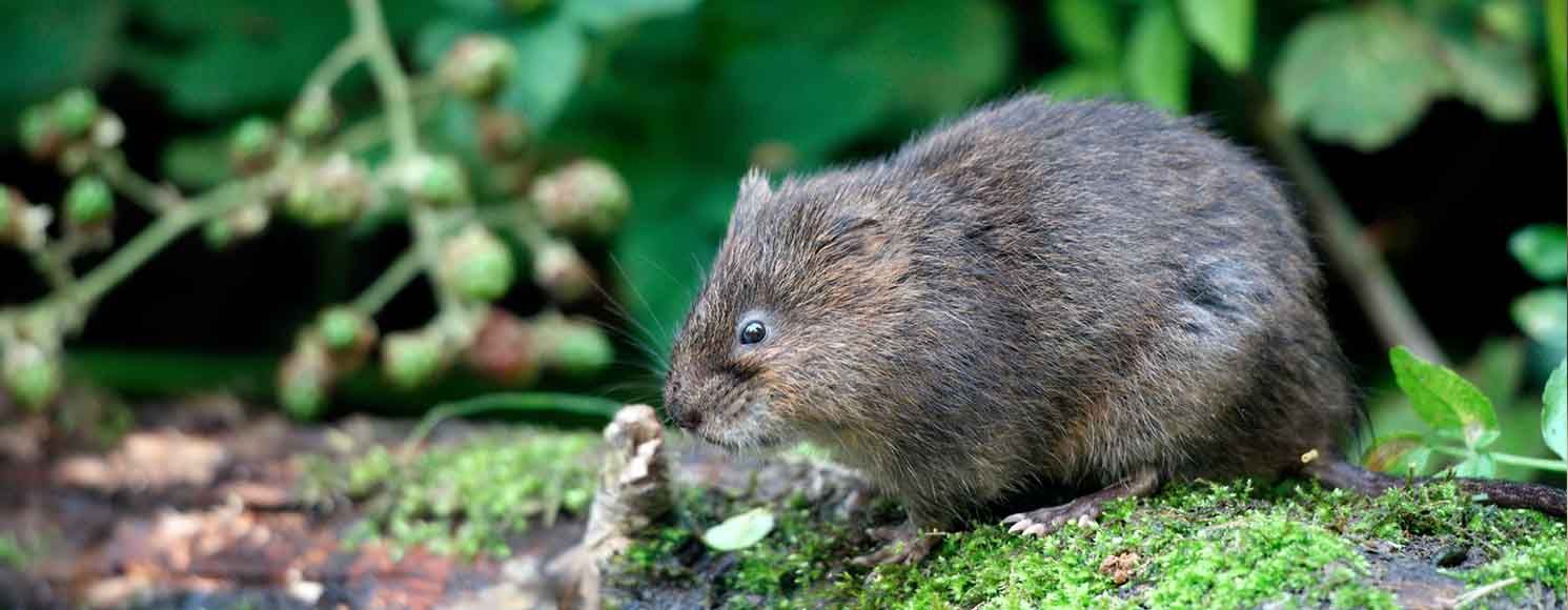 Sork på moss bland buskar