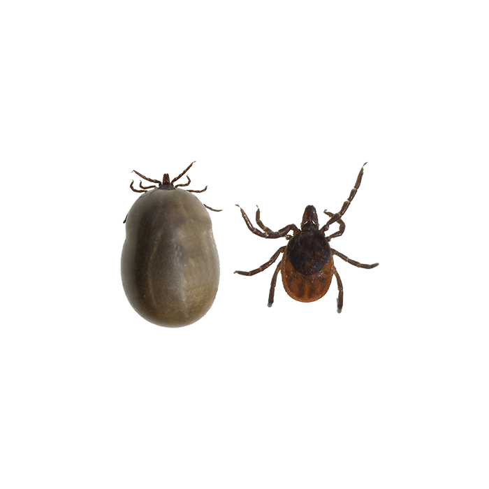 Fästing illustration