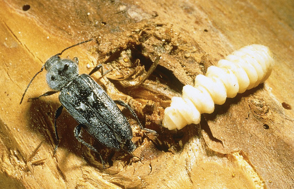Husbock, skalbagge och larv på trä