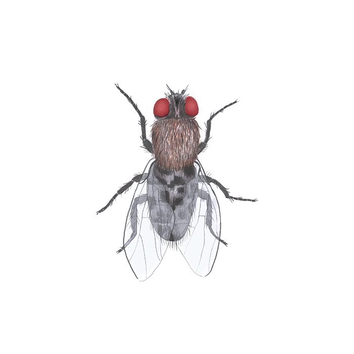 Vindsfluga, illustration