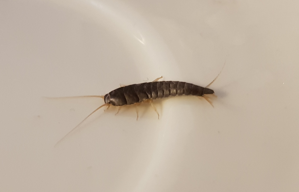 Silverfisk. vit bakgrund