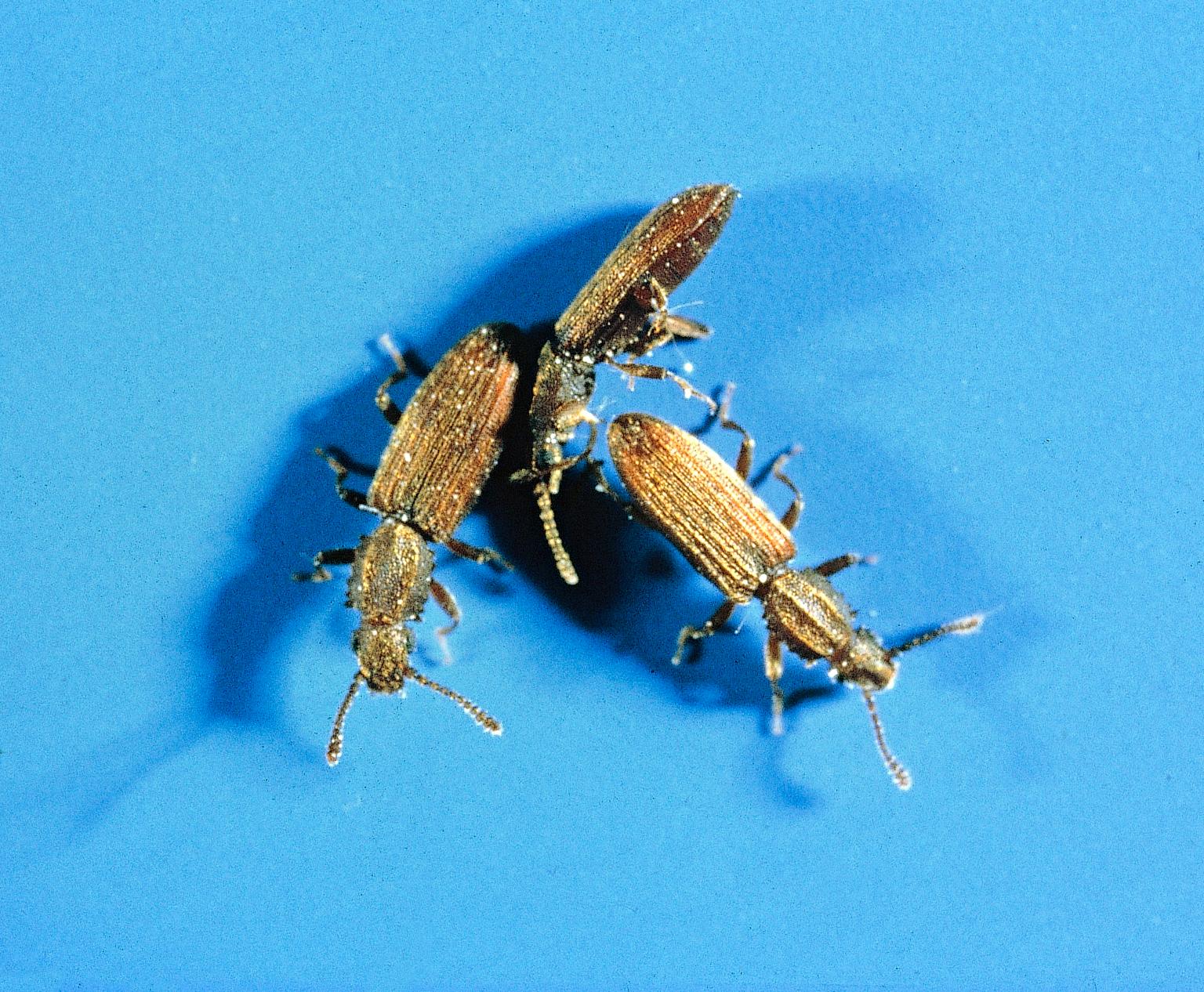 Sågtandad plattbagge, Oryzaephilus surinamensis på blå bakgrund