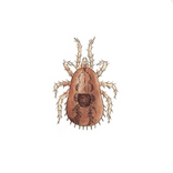 Illustration av kvalster