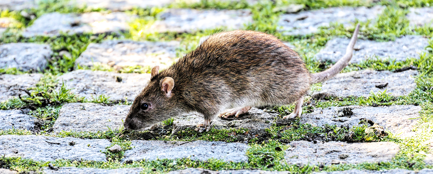 Råttan – en trogen följeslagare till människan