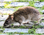Råttan – en trogen följeslagare till människan