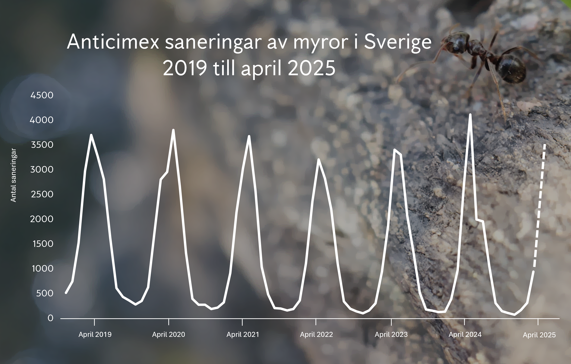 Graf över Anticimex saneringar av myror i Sverige 2019 till april 2025
