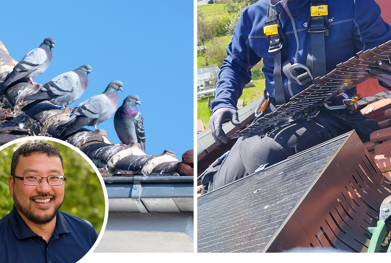 Collage med duvor på hustak och Anticimex fågelsäkring