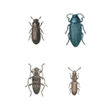 Illustration av fyra skalbaggar