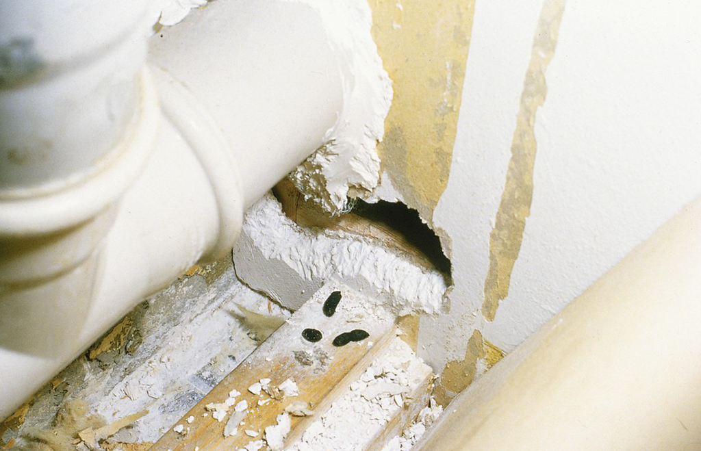 Brunråtta - gnag och spillning