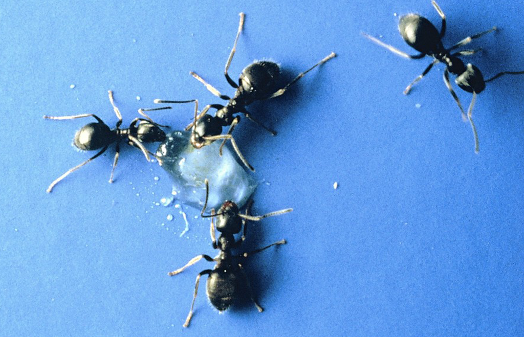 Svartmyror på blå bakgrund