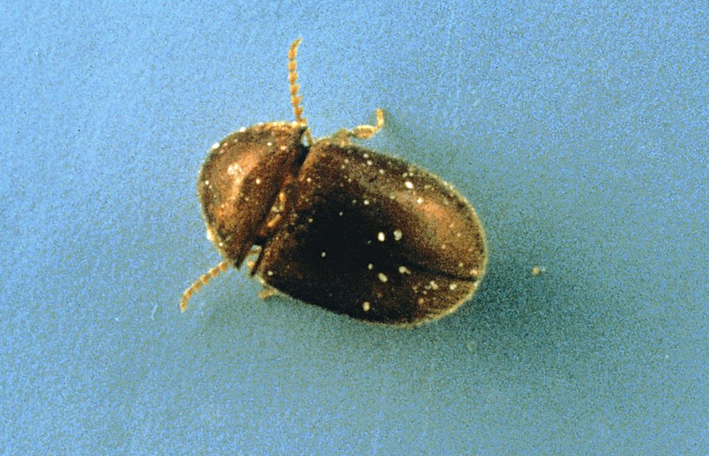 Tobaksbagge på blå bakgrund