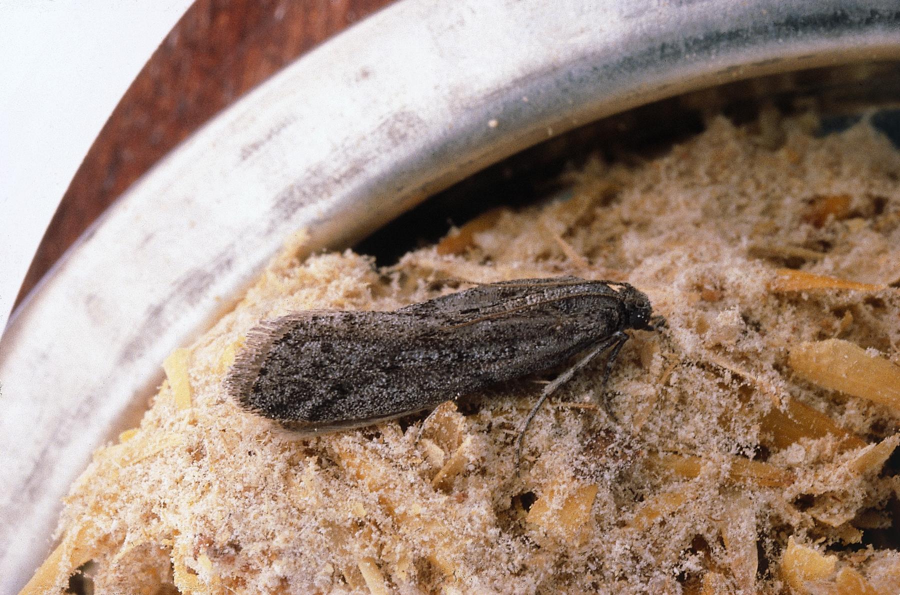 Mott, kvarnmott, Ephestia kuehniella