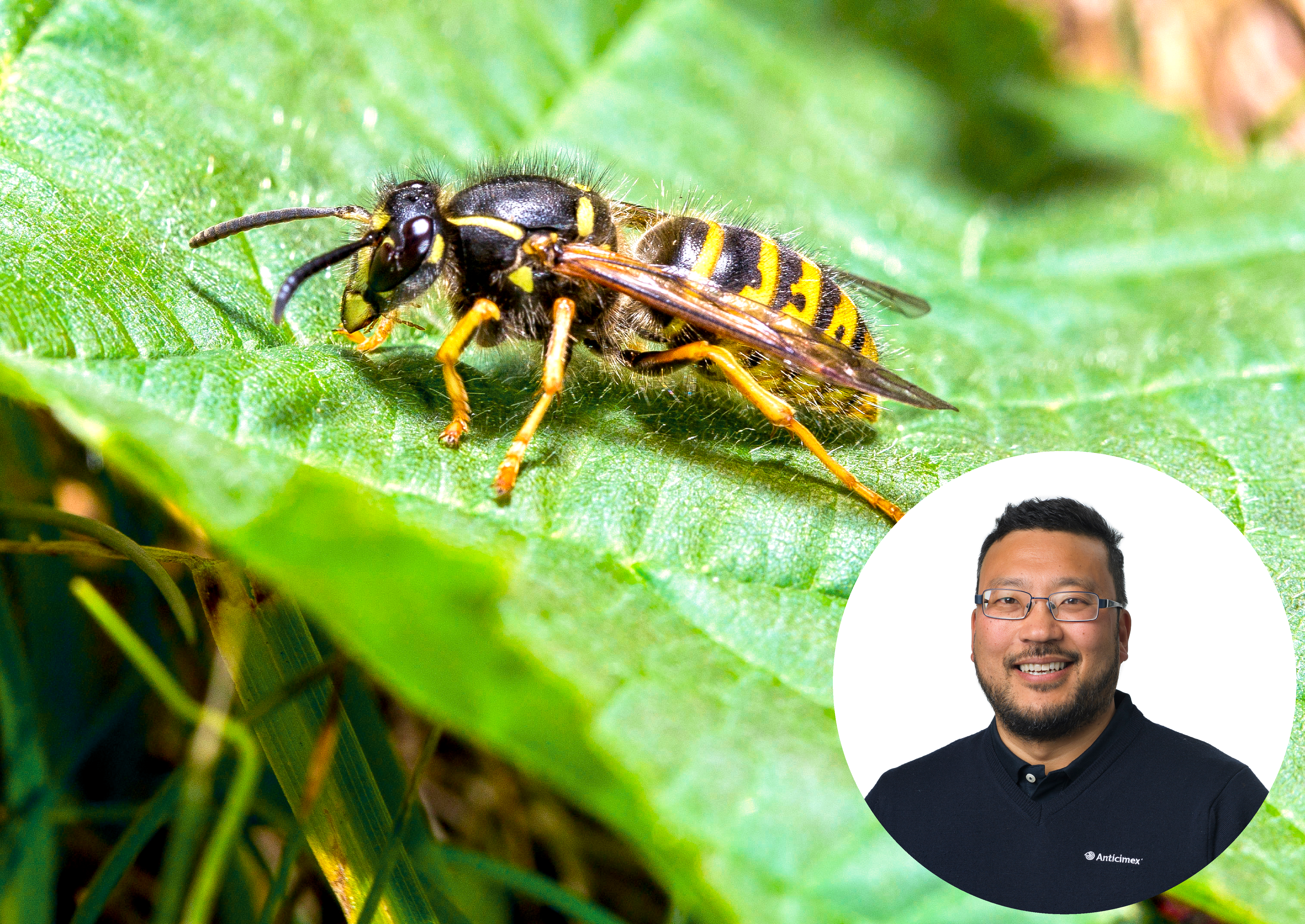 Geting på ett blad och porträtt på Anticimex biolog Thomas Persson Vinnersten